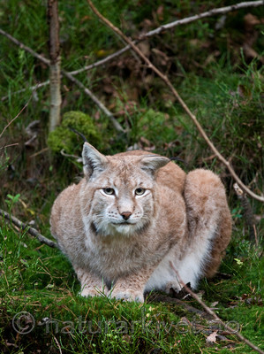 BB 09 0036 / Lynx lynx / Gaupe